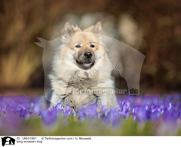 liegender Eurasier / lying eurasian dog / UM-01961