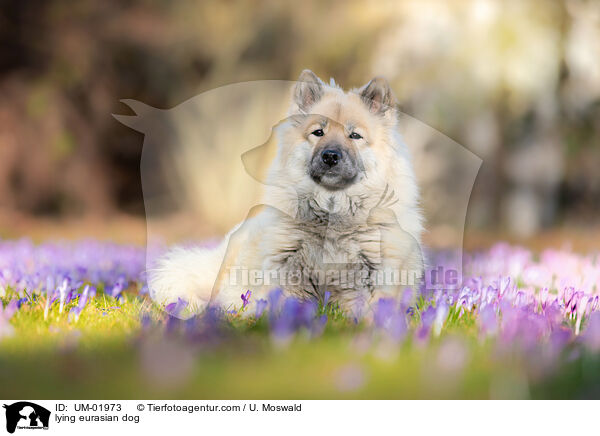 liegender Eurasier / lying eurasian dog / UM-01973