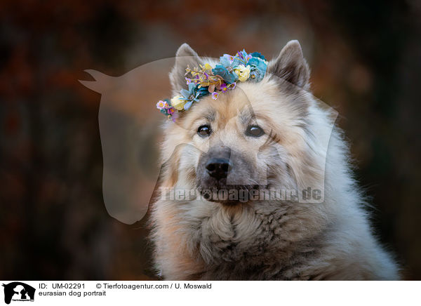 Eurasier Portrait / eurasian dog portrait / UM-02291