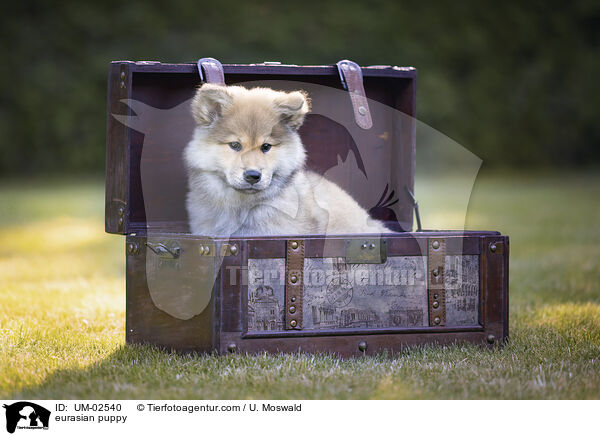 Eurasier Welpe / eurasian puppy / UM-02540