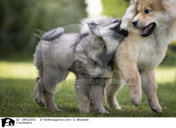 2 eurasians / UM-02552