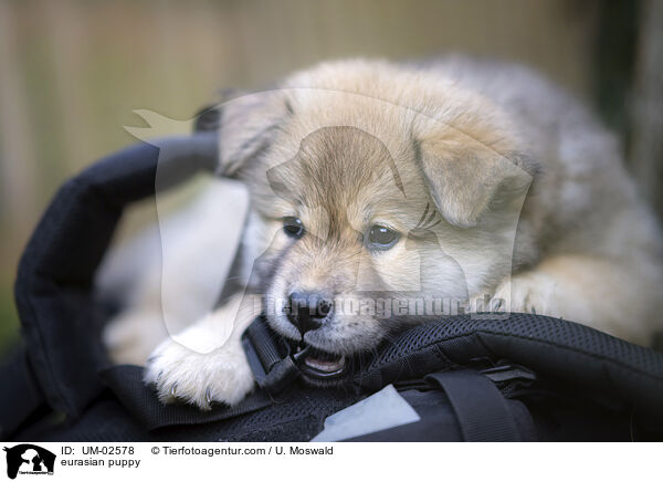 Eurasier Welpe / eurasian puppy / UM-02578