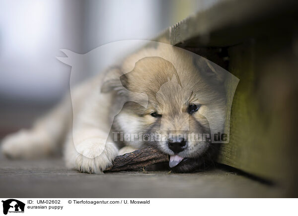 Eurasier Welpe / eurasian puppy / UM-02602