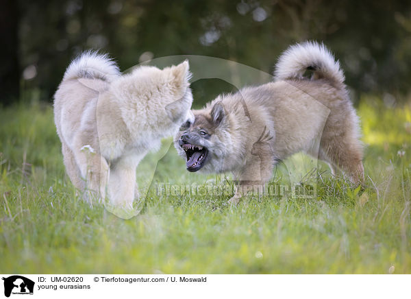 junge Eurasier / young eurasians / UM-02620