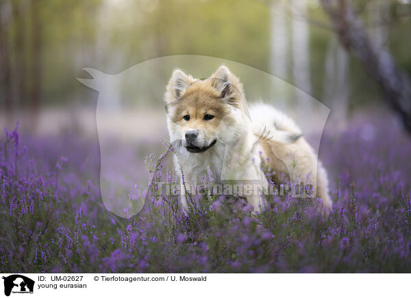 junger Eurasier / young eurasian / UM-02627