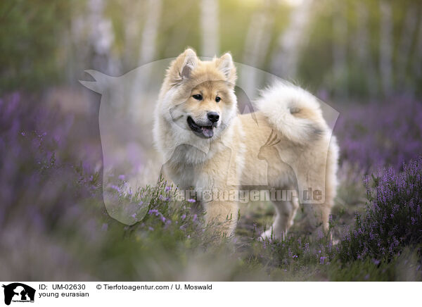 junger Eurasier / young eurasian / UM-02630