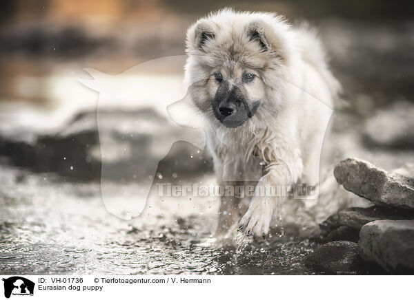 Eurasian dog puppy / VH-01736