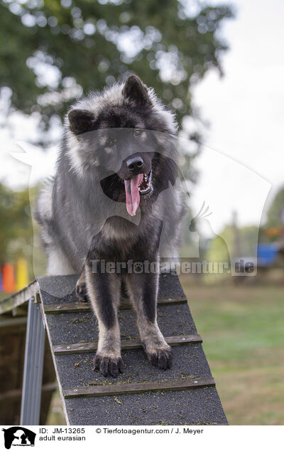 ausgewachsener Eurasier / adult eurasian / JM-13265