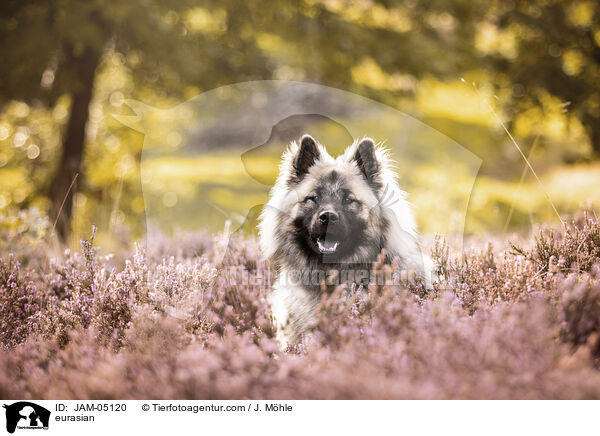 Eurasier / eurasian / JAM-05120