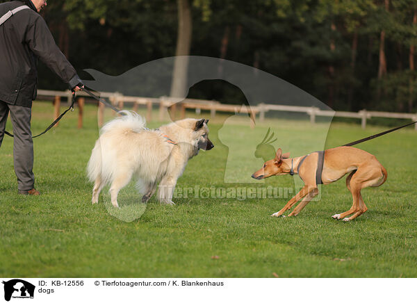 Hunde / dogs / KB-12556