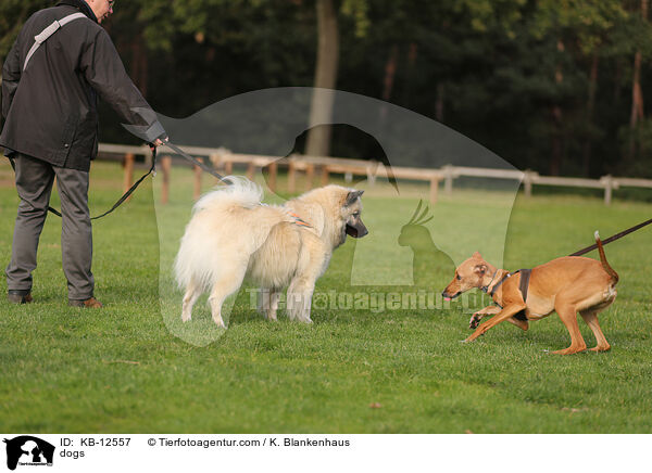 Hunde / dogs / KB-12557