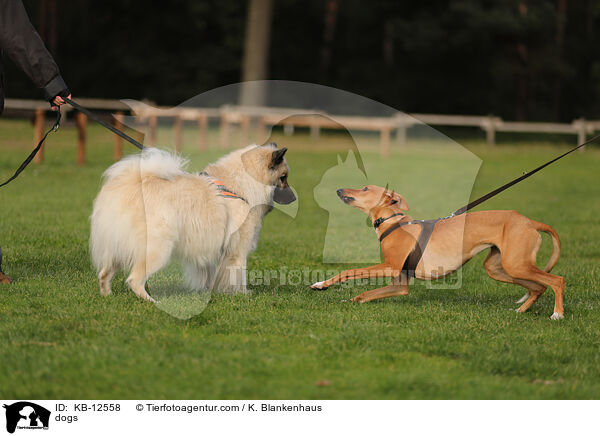 Hunde / dogs / KB-12558