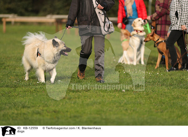 Hunde / dogs / KB-12559