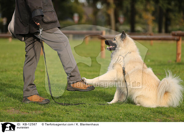 Eurasier / eurasian / KB-12587