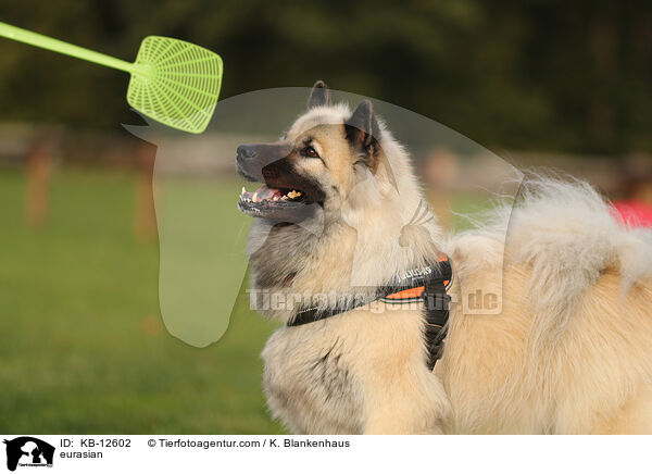 Eurasier / eurasian / KB-12602
