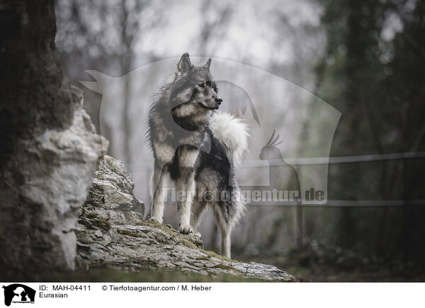 Eurasier / Eurasian / MAH-04411