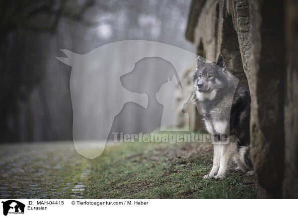 Eurasier / Eurasian / MAH-04415