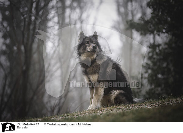 Eurasier / Eurasian / MAH-04417