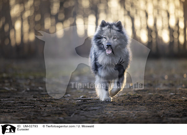Eurasier / Eurasier / UM-02793