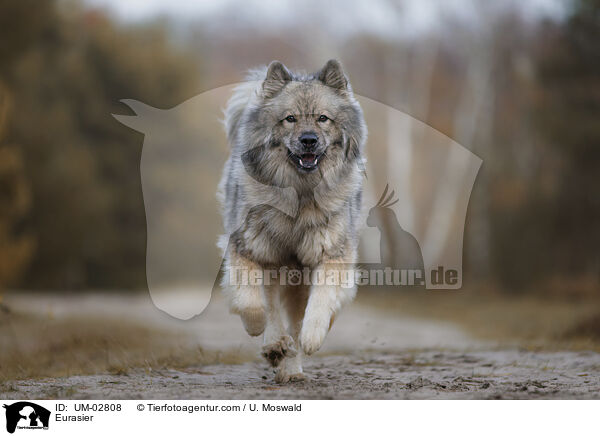 Eurasier / Eurasier / UM-02808