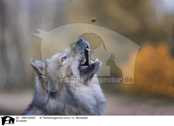 Eurasier / Eurasier / UM-02828