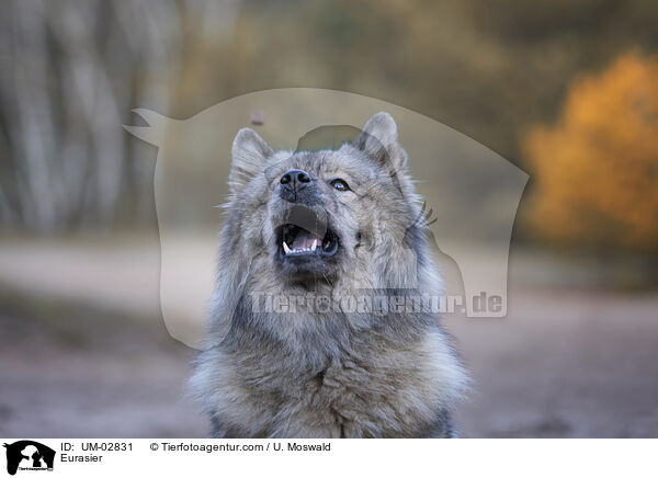 Eurasier / Eurasier / UM-02831
