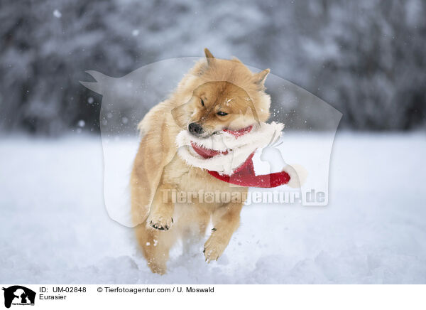 Eurasier / Eurasier / UM-02848