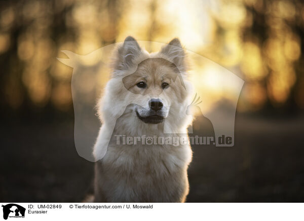 Eurasier / Eurasier / UM-02849