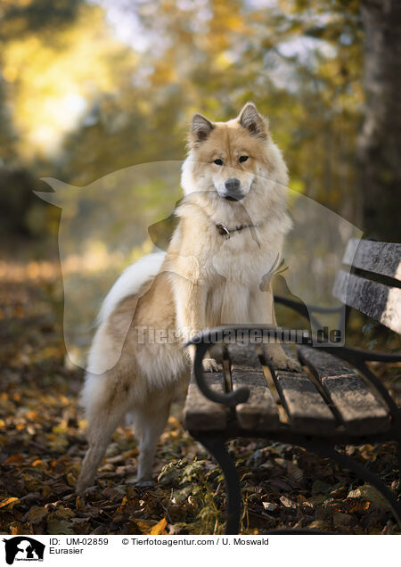 Eurasier / Eurasier / UM-02859