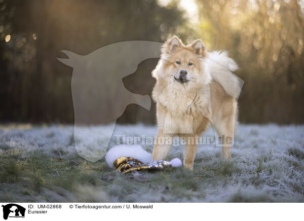 Eurasier / Eurasier / UM-02868
