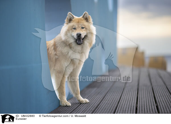 Eurasier / Eurasier / UM-02880