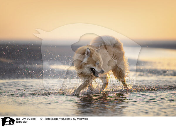 Eurasier / Eurasier / UM-02888