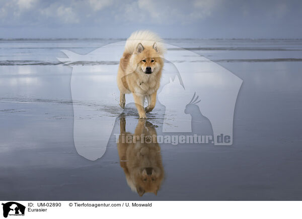 Eurasier / Eurasier / UM-02890