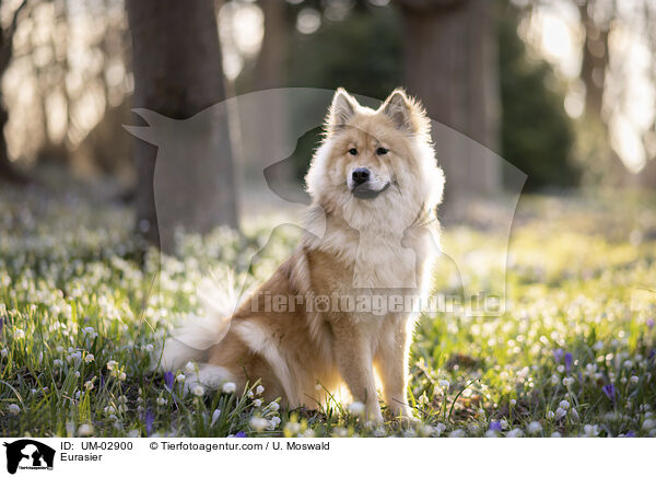 Eurasier / Eurasier / UM-02900