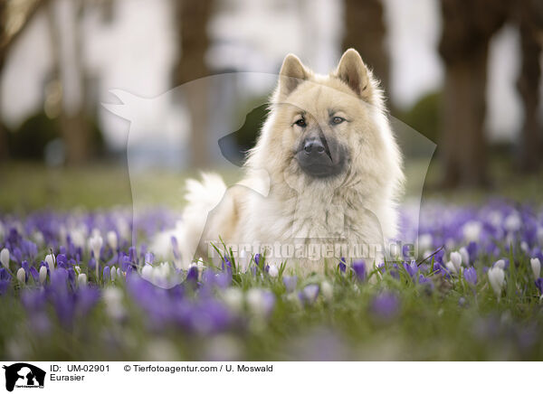 Eurasier / UM-02901