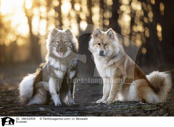 Eurasier / Eurasier / UM-02909