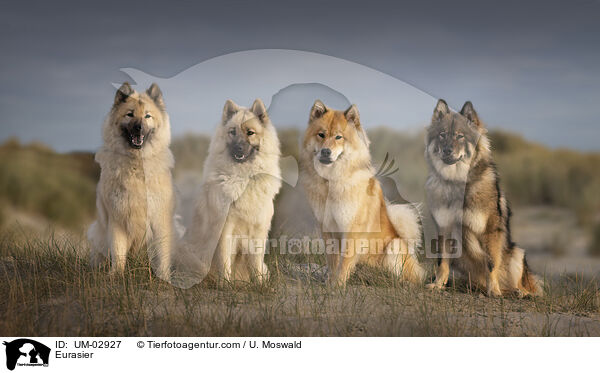 Eurasier / Eurasier / UM-02927