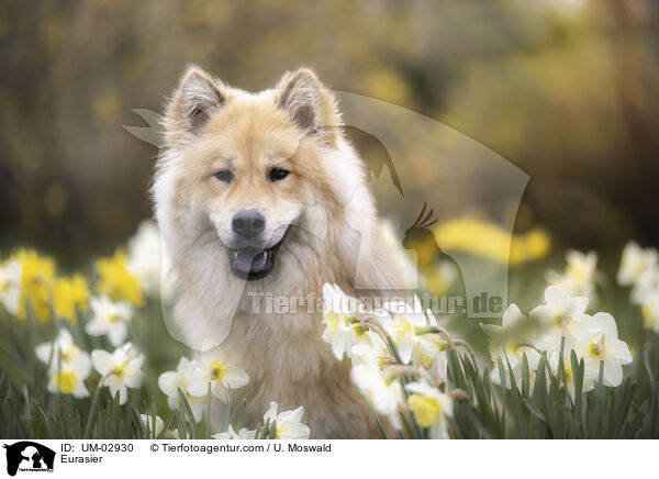 Eurasier / UM-02930