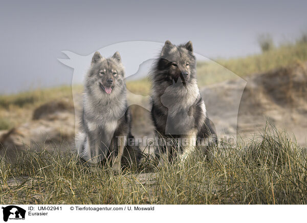 Eurasier / Eurasier / UM-02941