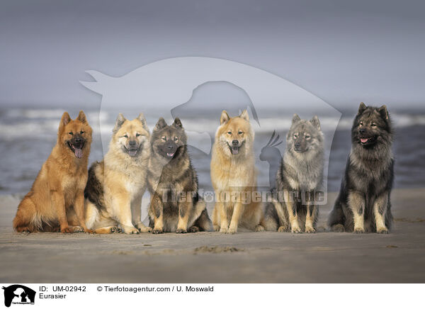 Eurasier / Eurasier / UM-02942
