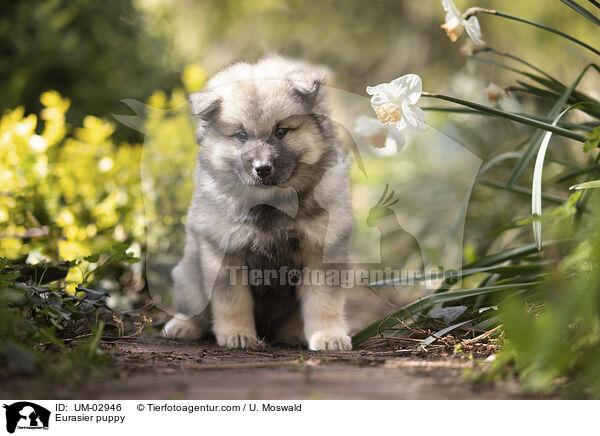 Eurasier Welpe / Eurasier puppy / UM-02946