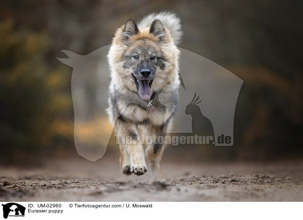 Eurasier Welpe / Eurasier puppy / UM-02960