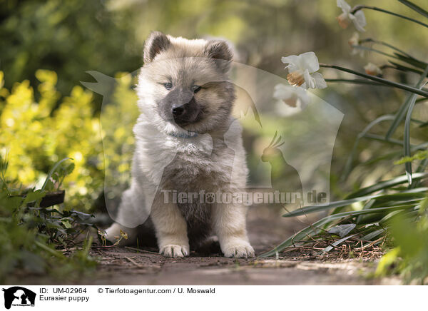 Eurasier Welpe / Eurasier puppy / UM-02964