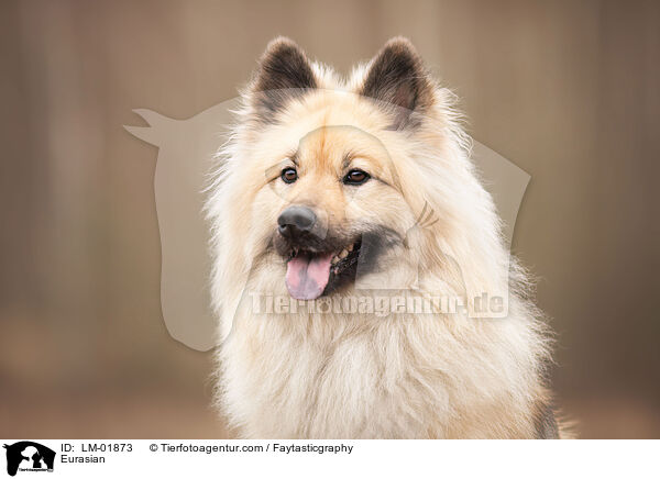 Eurasier / Eurasian / LM-01873
