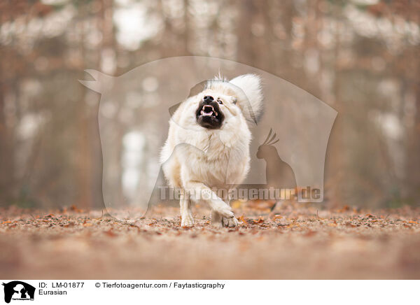 Eurasier / Eurasian / LM-01877