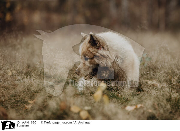 Eurasier / Eurasian / AA-01626