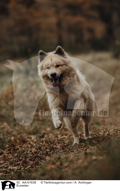 Eurasier / Eurasian / AA-01636