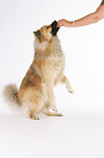 Eurasier shows trick