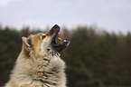 Eurasian Dog portrait
