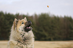 Eurasian Dog portrait
